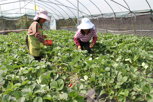 附近村民在草莓基地務(wù)工。通訊員 楊敏 攝